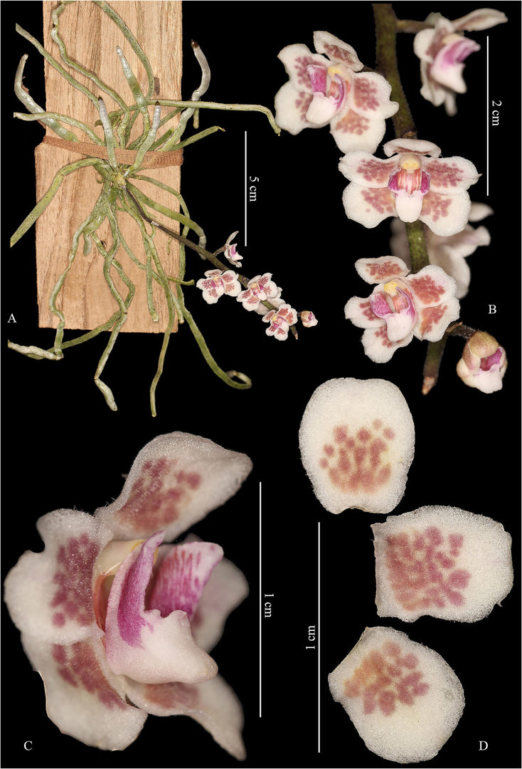 Chiloschista shanica