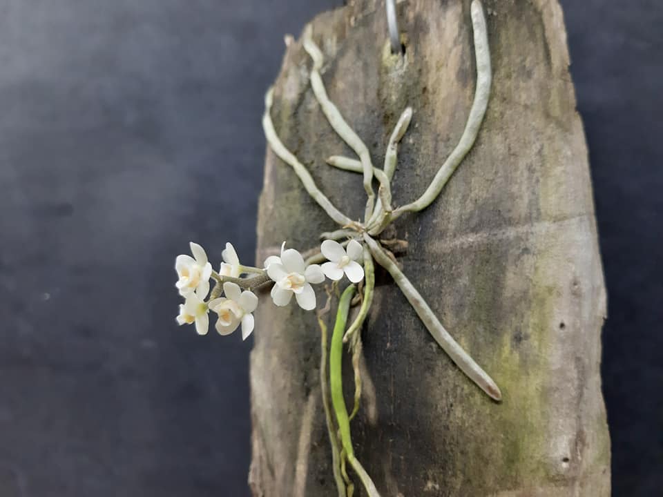 Chiloschista usneoides