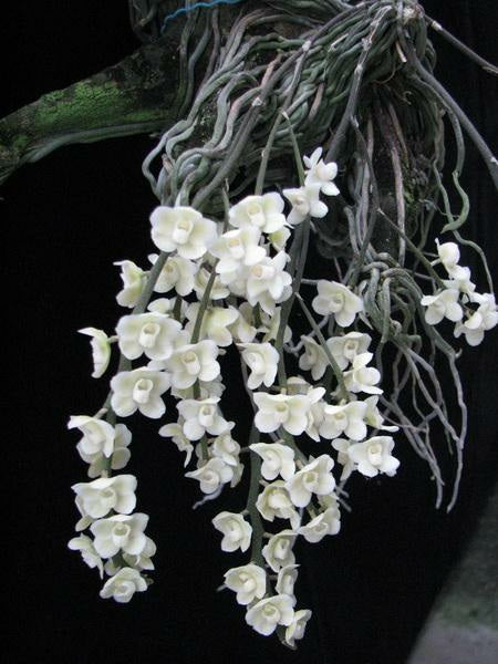 Chiloschista viridiflava var. sunrise