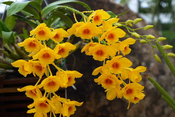 Dendrobium chrysotoxum