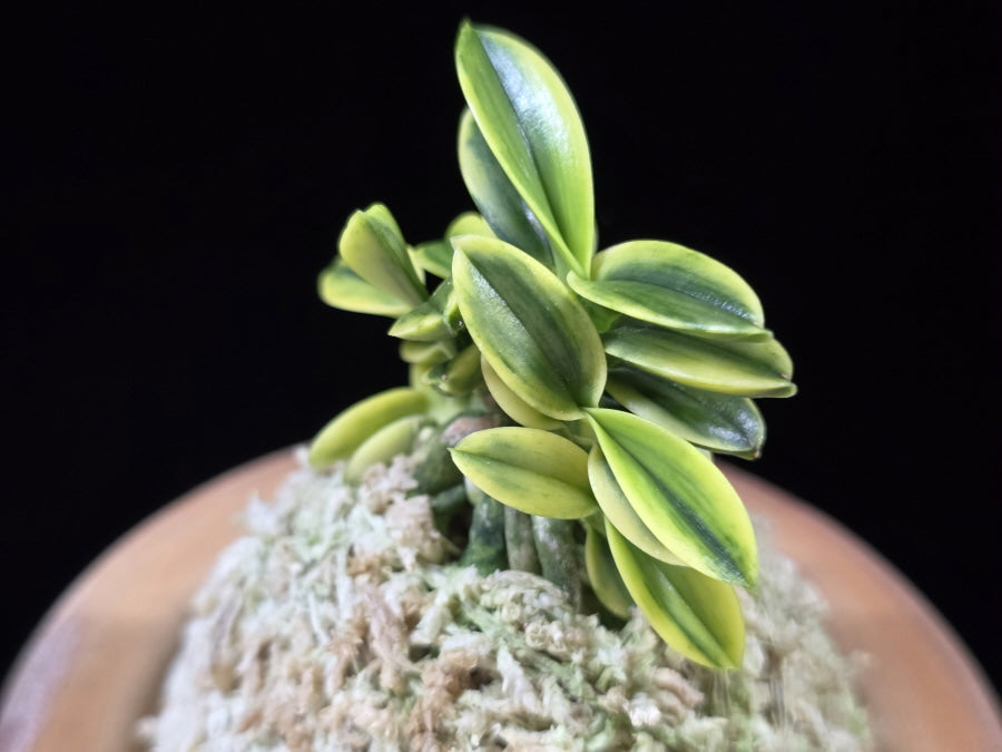 Neofinetia falcata 'Chwiwolho' 취월호 翠月湖