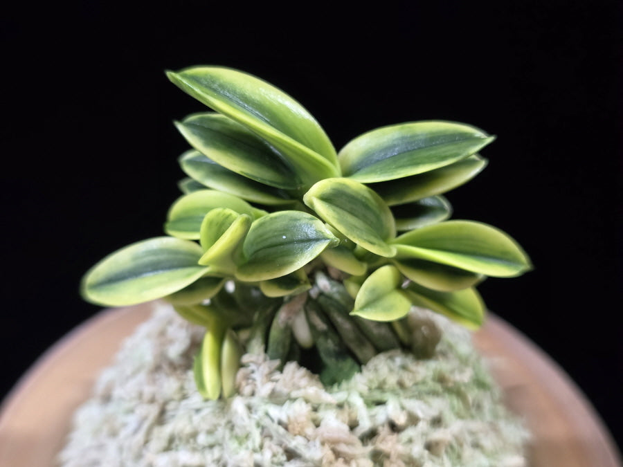 Neofinetia falcata 'Chwiwolho' 취월호 翠月湖