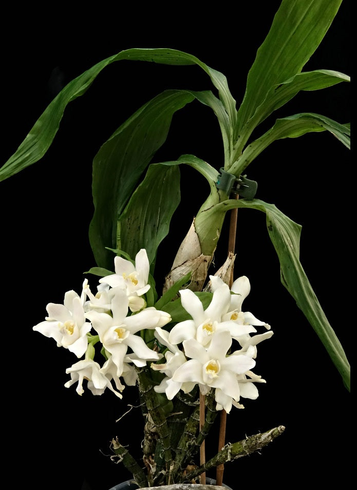 Chysis bractescens