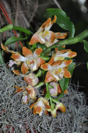 Chysis bruennowiana