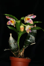 Carica l&#39;immagine nel visualizzatore Galleria, Chysis limminghei
