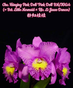 Carica l&#39;immagine nel visualizzatore Galleria, Potinara Hsinying Pink Doll &#39;Pink Doll&#39; BM/TOGA (Bct. Little Mermaid × Rlc. Li Jiuan Dancer)
