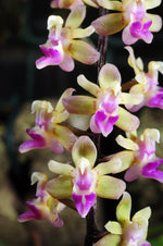 Load image into Gallery viewer, Cleisostoma discolor
