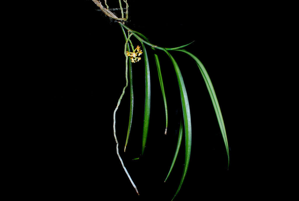 Cleisostoma tenuifolium