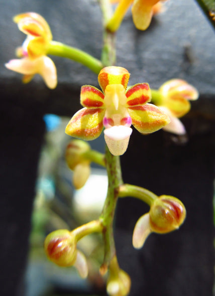 Cleisostoma tenuifolium