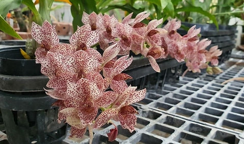 Clowesetum Acute Aspect `Hot Spot`