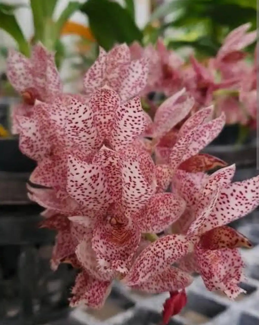 Clowesetum Acute Aspect `Hot Spot`