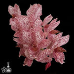 Carica l&#39;immagine nel visualizzatore Galleria, Clowesetum Acute Aspect `Hot Spot`
