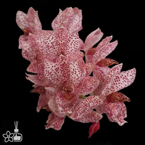 Clowesetum Acute Aspect `Hot Spot`