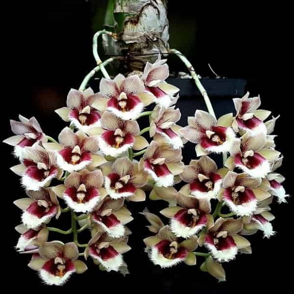 Clowesetum Pink Lemonade (Clowesia Rebecca Northen × Catasetum