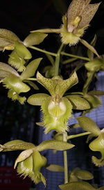 Carica l&#39;immagine nel visualizzatore Galleria, Clowesetum Jumbo Apollo (= Catasetum fimbriatum × Clowesia russelliana)
