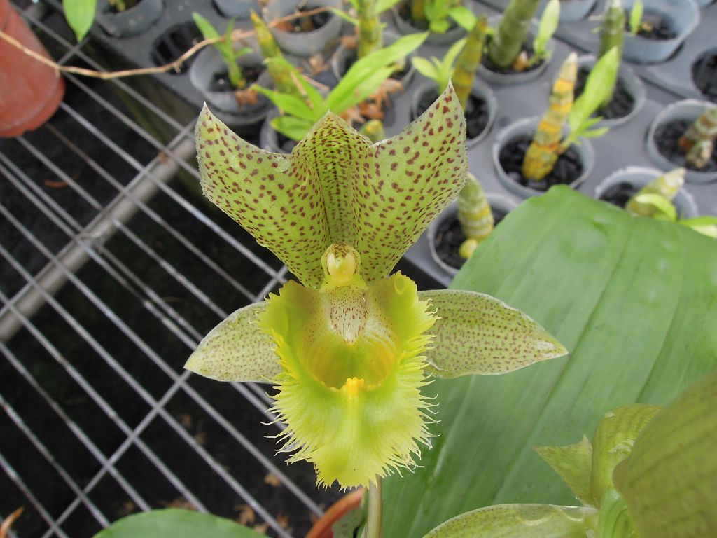 Clowesetum Jumbo Apollo (= Catasetum fimbriatum × Clowesia russelliana)