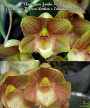 Clowesetum Jumbo Northen (= Clowesia Rebecca Northen × Catasetum schunkei)