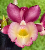 Carica l&#39;immagine nel visualizzatore Galleria, Clowesetum Pierre Couret (Clowesia Rebecca Northen × Catasetum pileatum)
