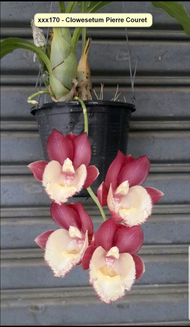 Clowesetum Pierre Couret (Clowesia Rebecca Northen × Catasetum pileatum)