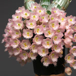 Load image into Gallery viewer, Clowesia Rebecca Northen 'Mikabi'