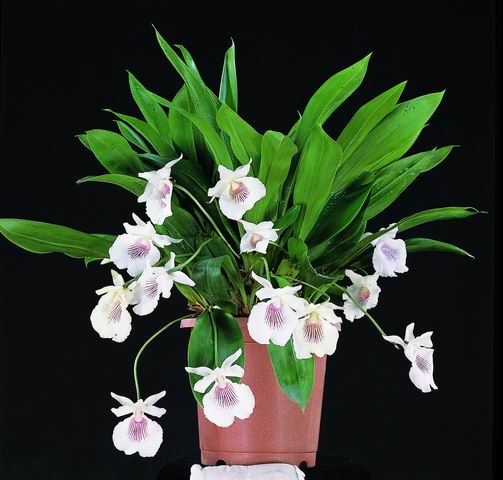 Cochleanthes amazonica