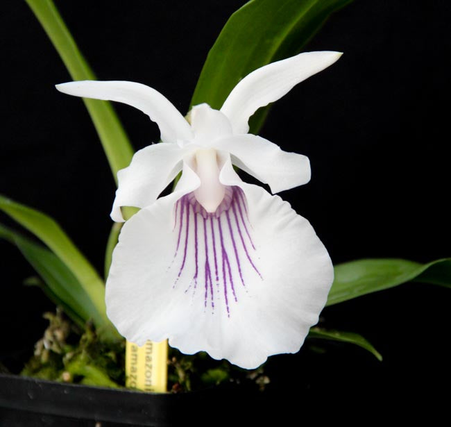 Cochleanthes amazonica