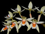 Load image into Gallery viewer, Coelogyne asperata