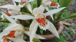 Load image into Gallery viewer, Coelogyne asperata