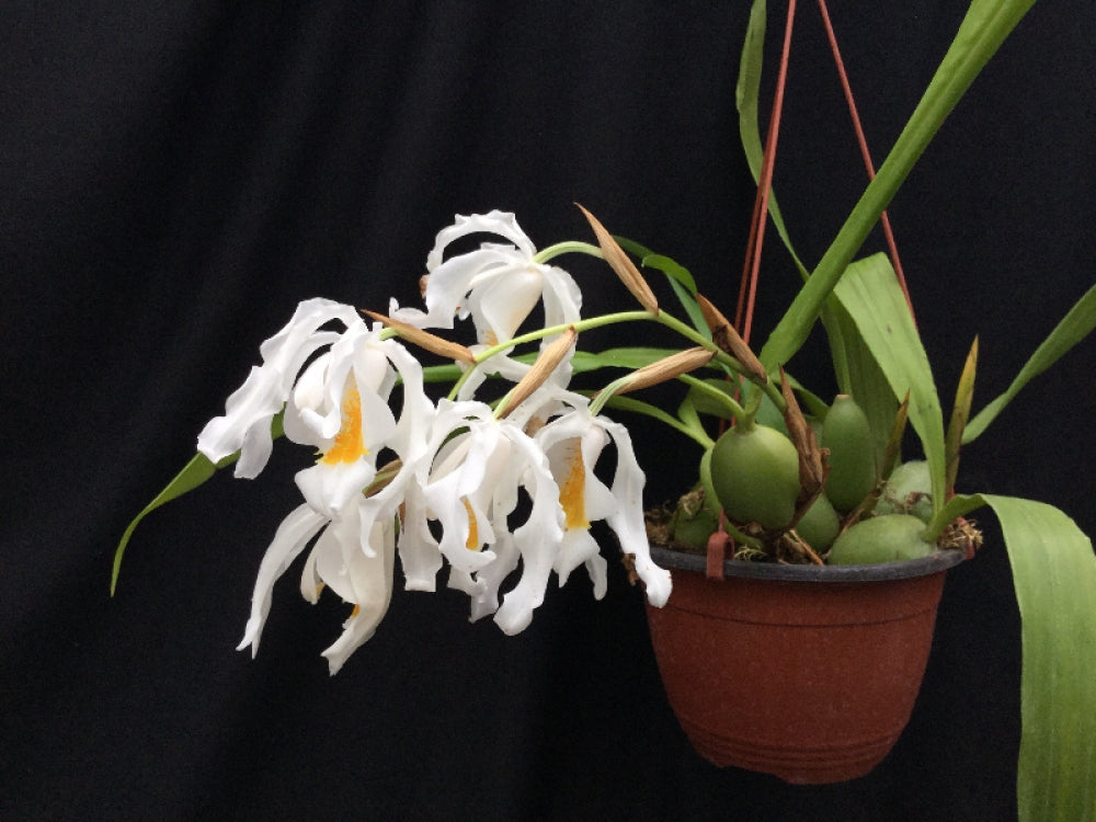 Coelogyne cristata var. citrine