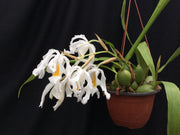 Coelogyne cristata var. citrine