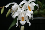 Coelogyne cristata
