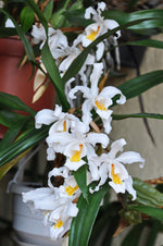 Load image into Gallery viewer, Coelogyne cristata var. citrine