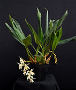 Carica l'immagine nel visualizzatore Galleria, Coelogyne flaccida