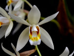 Carica l'immagine nel visualizzatore Galleria, Coelogyne flaccida