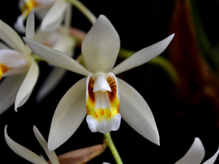 Coelogyne flaccida