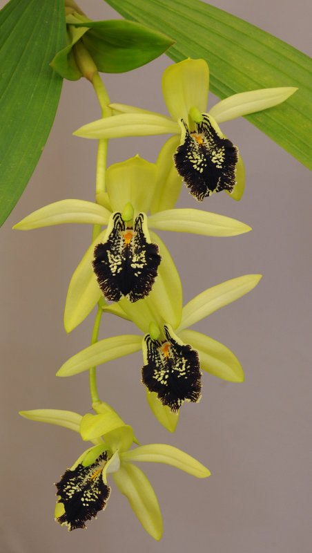 Coelogyne fonstenebrarum