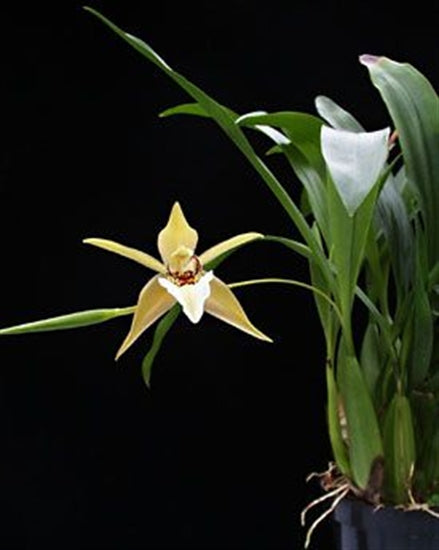 Coelogyne lawrenceana