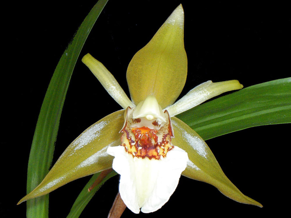 Coelogyne lawrenceana