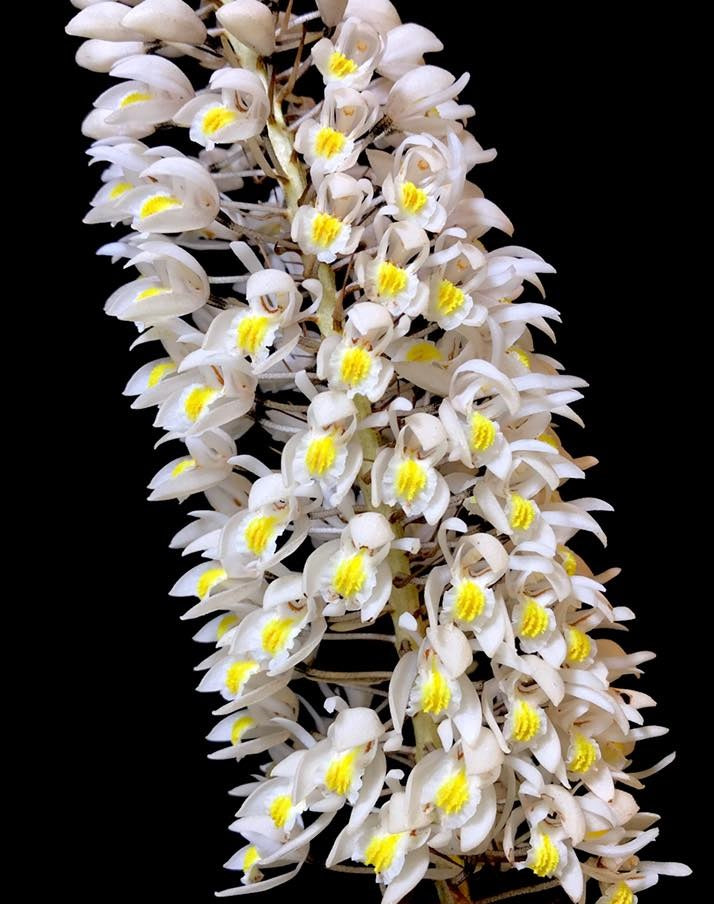 Coelogyne multiflora