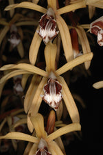 Carica l&#39;immagine nel visualizzatore Galleria, Coelogyne pulverula
