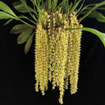 Carica l'immagine nel visualizzatore Galleria, Coelogyne rochussenii