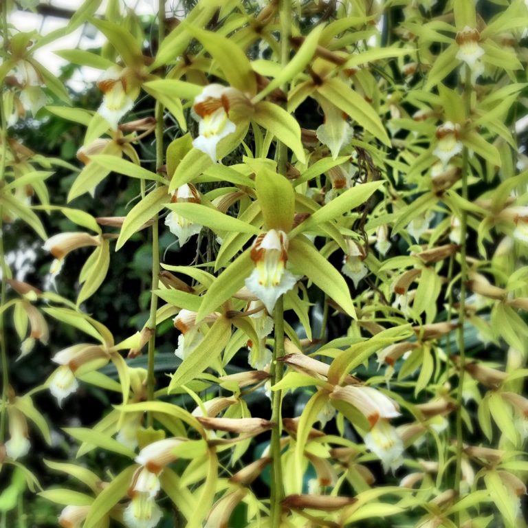 Coelogyne rochussenii