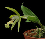Carica l'immagine nel visualizzatore Galleria, Coelogyne schilleriana
