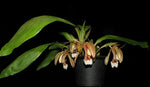 Carica l'immagine nel visualizzatore Galleria, Coelogyne speciosa