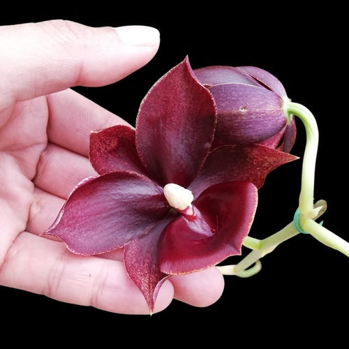 Catanoches Taiwan Red Diamond (Cycnoches Taiwan Gold Orange × Catasetum Orchidglade)