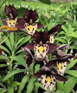 Carica l&#39;immagine nel visualizzatore Galleria, Catasetum Extravaganza
