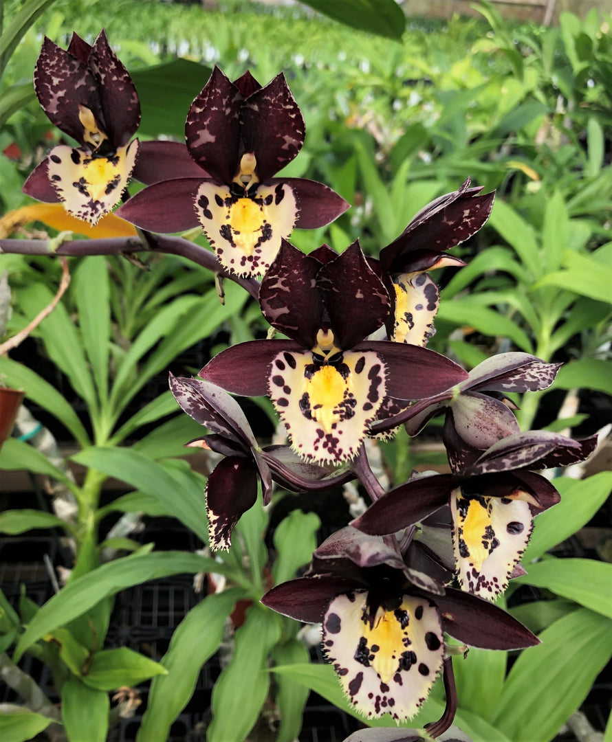 Catasetum Extravaganza