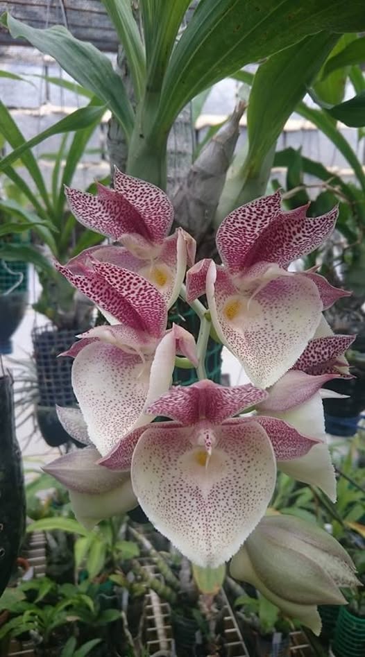 Catasetum Jamie Lawson 'xoxo'