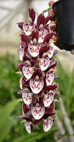 Load image into Gallery viewer, Catasetum Melana Davisson
