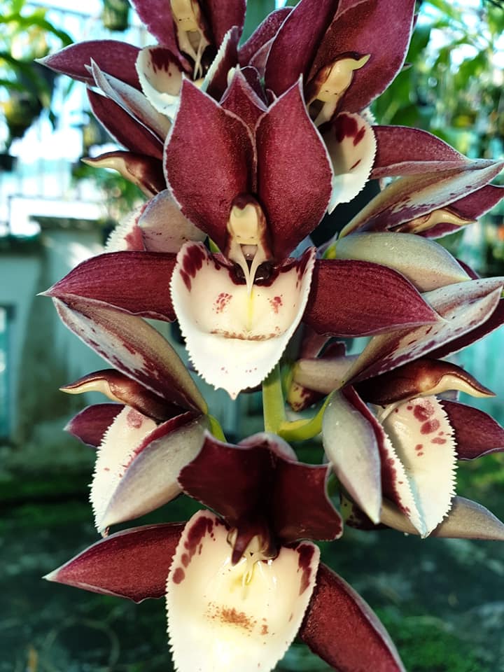 Catasetum Melana Davisson